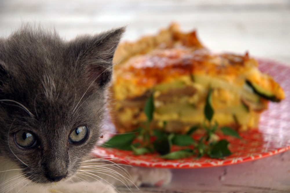 cat and quiche