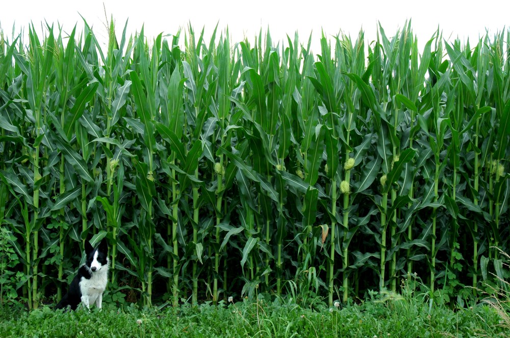 corn2