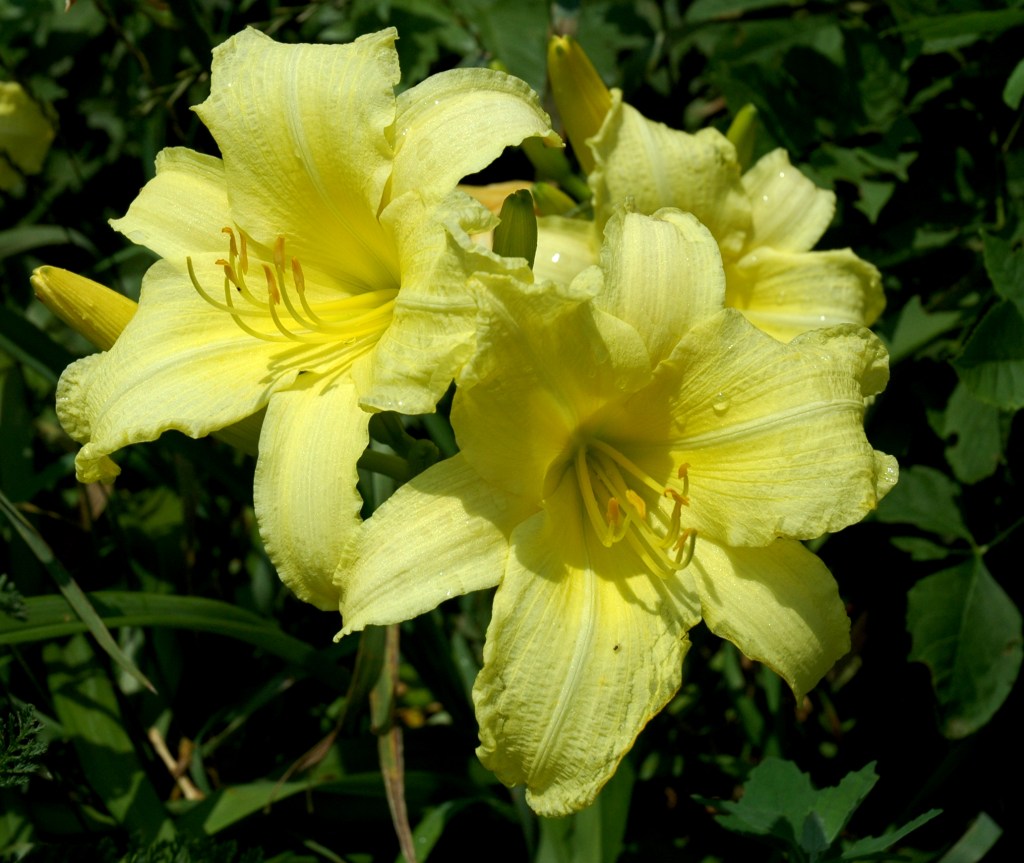 Real Hens Eat&nbsp;Quiche.