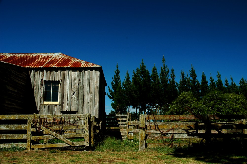 shearing shed2