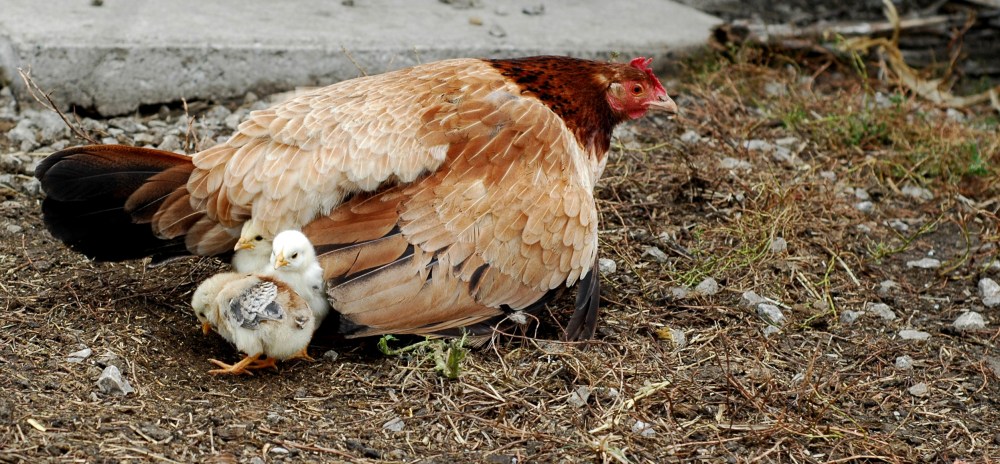 No talking to that bad cat. You stick close to your Mama. Are you listening?