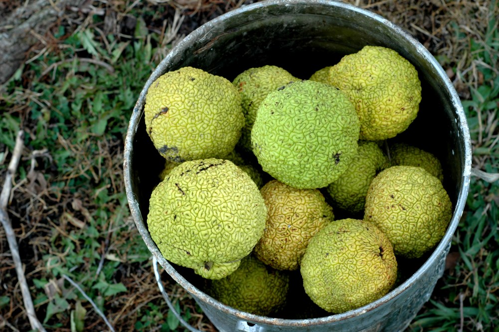 hedge apples 2