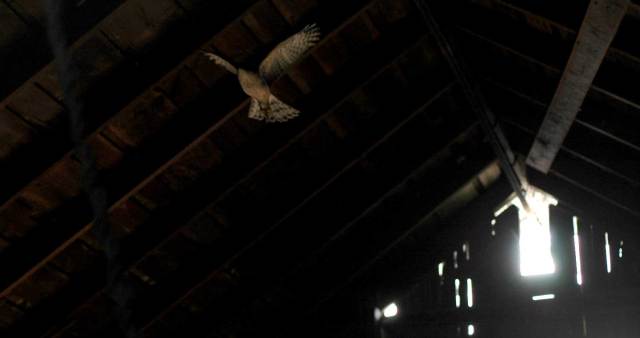 hawk-in-the-barn-2nd!