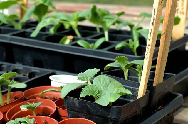 the-kitchens-garden-005