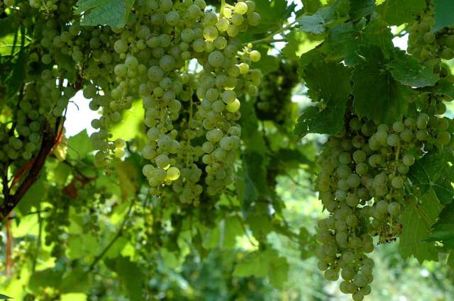 the-kitchens-garden-012