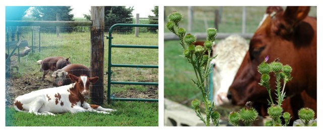 Untitled-daisy-and-bobbybla