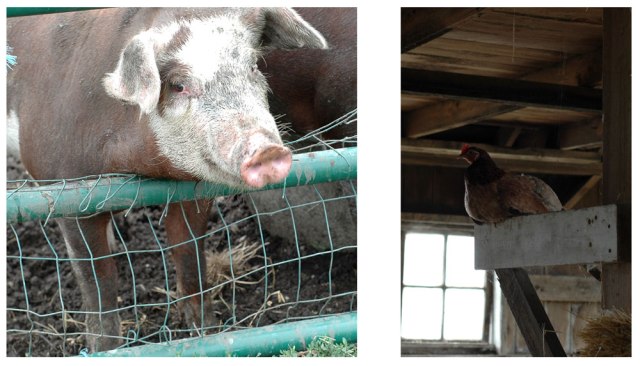 Untitled-pig-and-chook