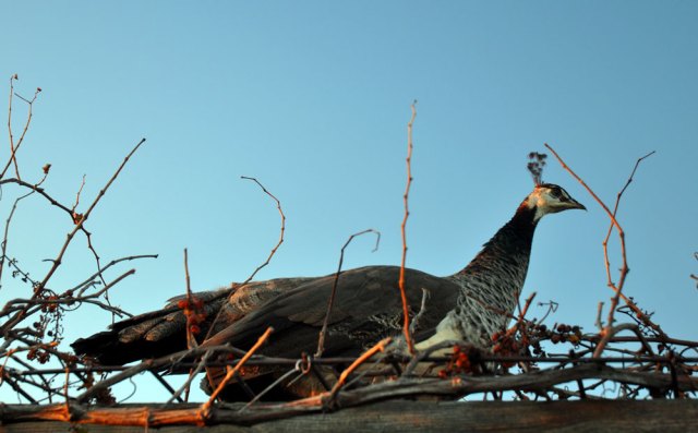 something-out-of-nothing-04