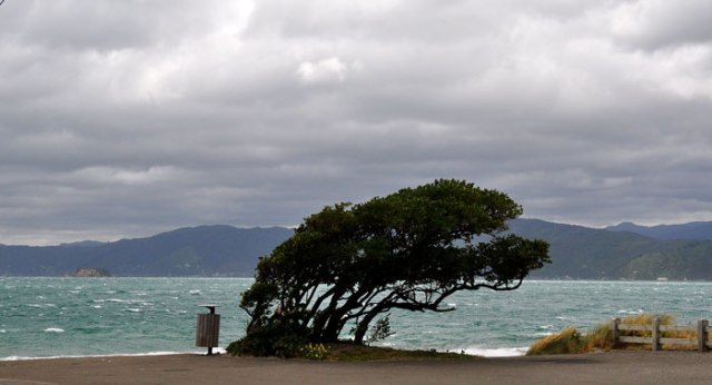 cold-day-in-welly-027