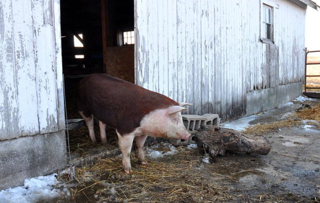 charlotte-comes-home-020