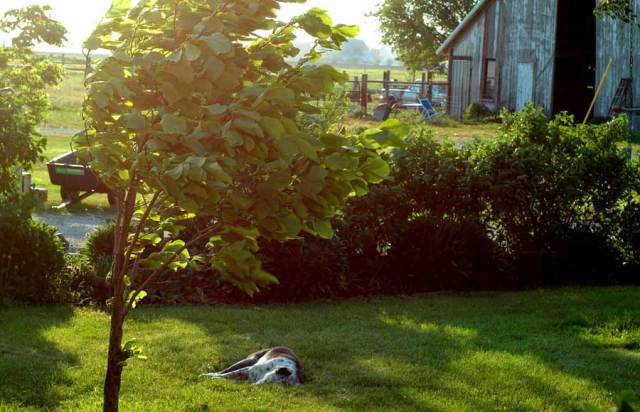 Bendy tree day in May