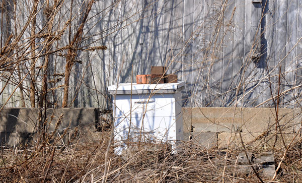 good-morning-beehive