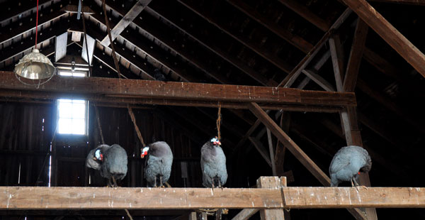 muffins-and-guinea-fowl-was