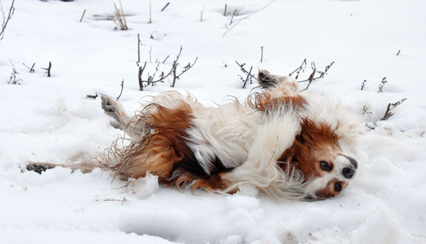 muffins-dog-rolling-in-snow