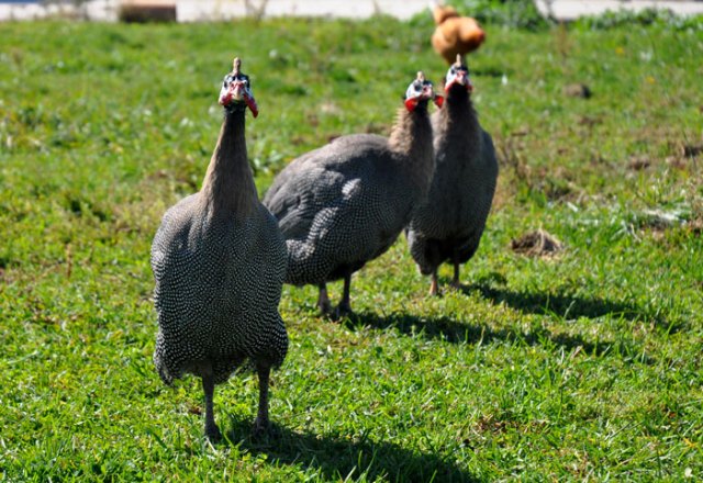 Guinea Fowl