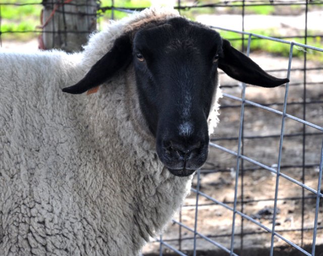 Mama is a purebred Suffolk and gives birth to quads every spring. She is a good Mama. 