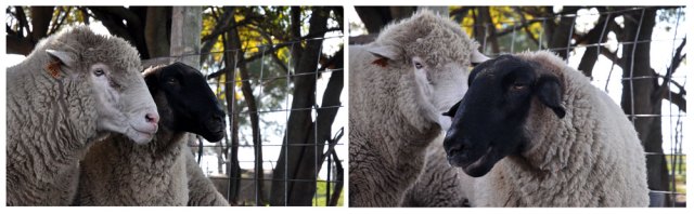 Mama and Hairy MacLairy