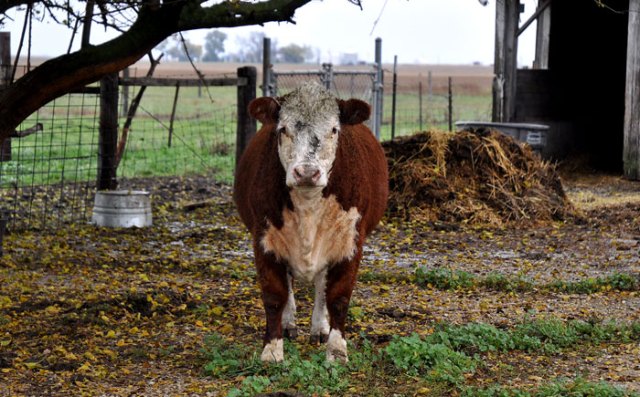 Queenie Wineti is a Hereford heifer. 