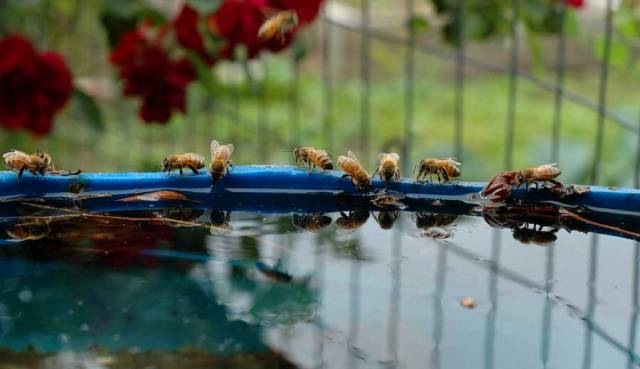 The bees drink fro the many water barrels that dot the gardens.