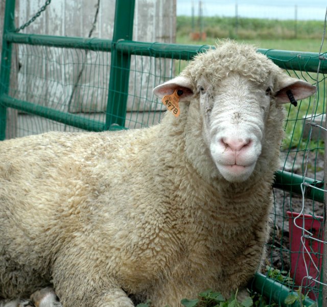 Hairy MacLairy is a pure bred Dorset sheep. He is our resident ram.