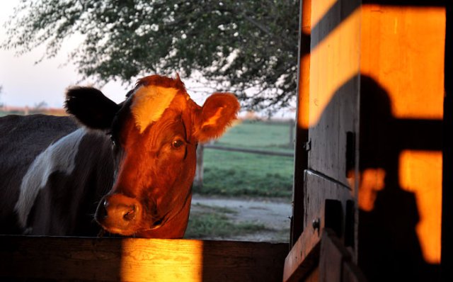 Daisy is the Mother Ship of the farm. her milk provides nourishment for the family, the pigs, the chickens, the big birds, the bottle fed lambs and calves. She is a pure bred Ayrshire and a big cow. 