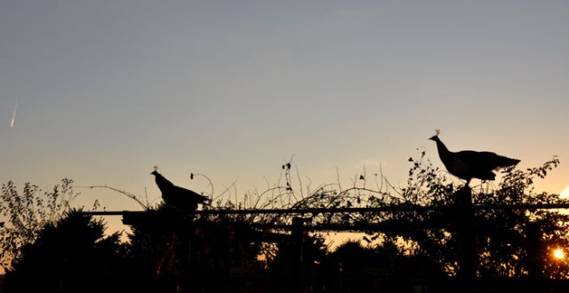 Peahens on the grape arbor! Not ideal! 