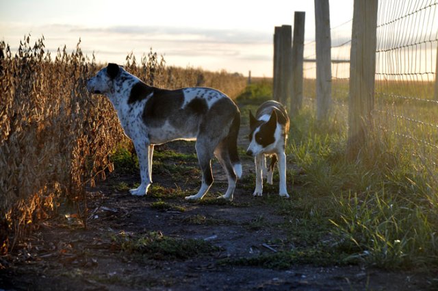 Big Dog who is the elder and TonTon the border collie. My constant companions.