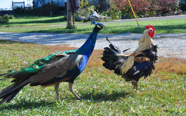 The Duke of Kupa with the Son of Neanderthol Man. The Duke died of pneumonia in the bad winter of 2013. 