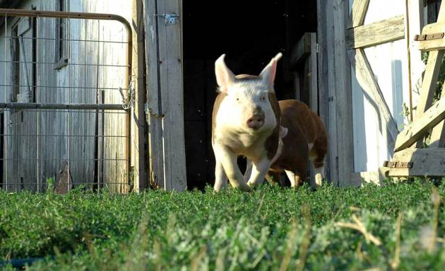 Charlotte, with her white face and pig headed attitude, she is a fine pure bred Hereford pig.