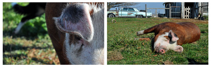 Sheila looks me in the eye, every time. She is a canny pig. Sheila's other name is my Big Fat Pig.