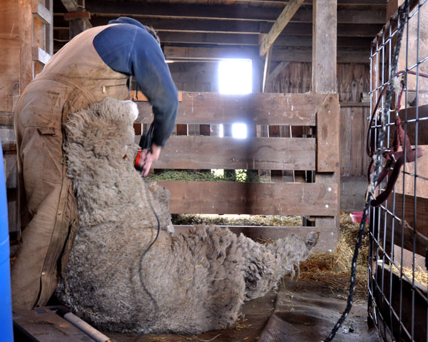shearing-002