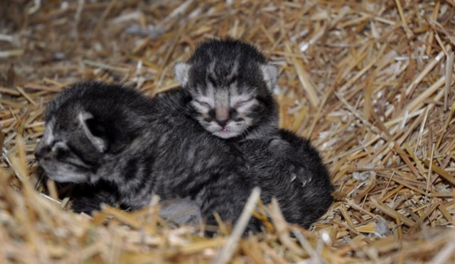 kitties-in-barn-015