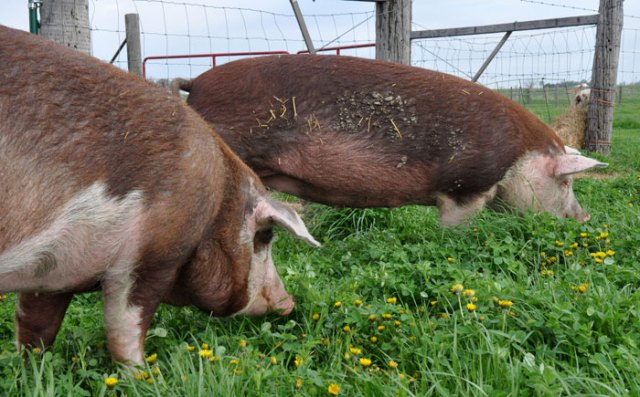 piggies-on-a-walk-005