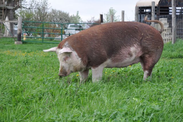 piggies-on-a-walk-009