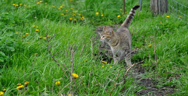 piggies-on-a-walk-014