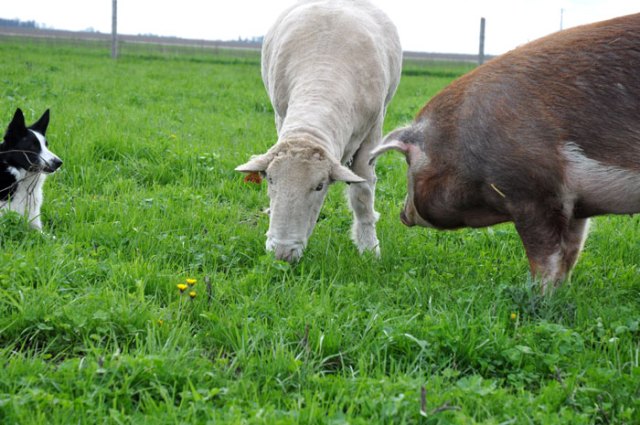 piggies-on-a-walk-015