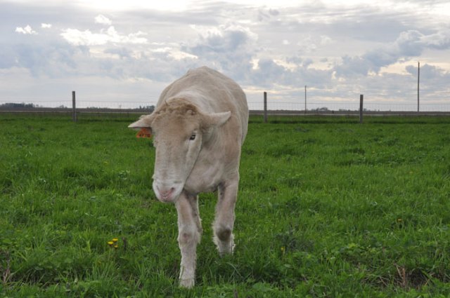 piggies-on-a-walk-016