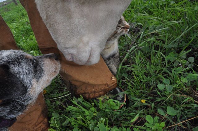 piggies-on-a-walk-018