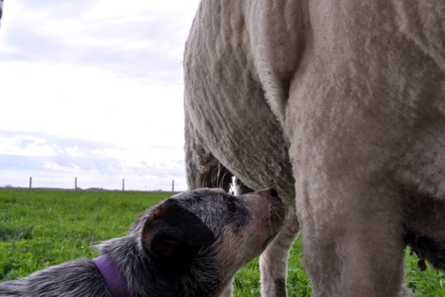 piggies-on-a-walk-021