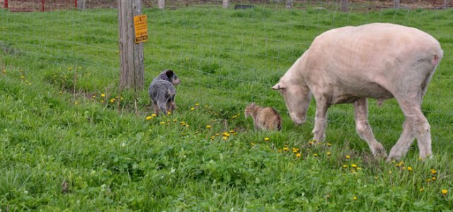 piggies-on-a-walk-022