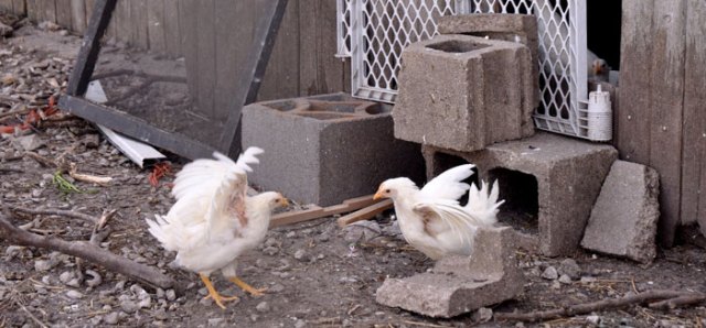 through-the-look-007