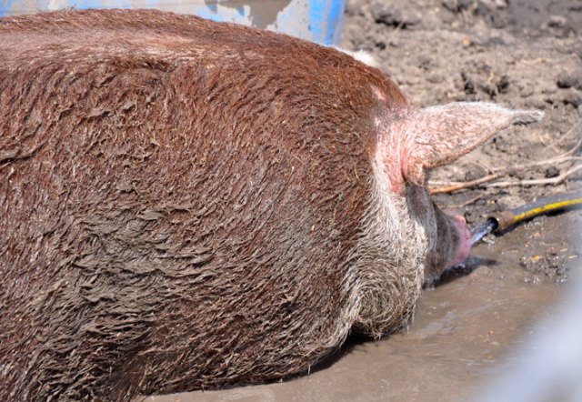 through-the-look-019