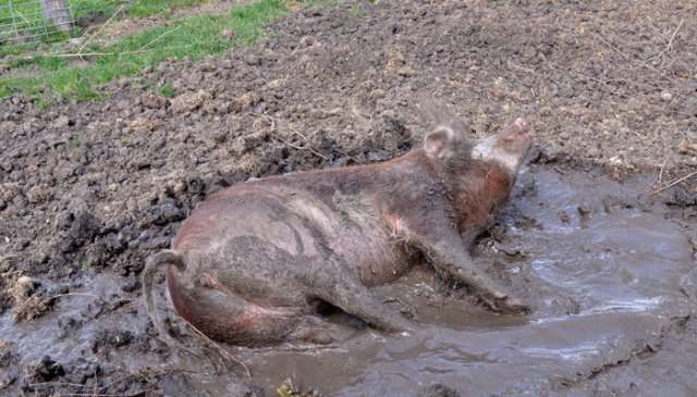 through-the-look-026