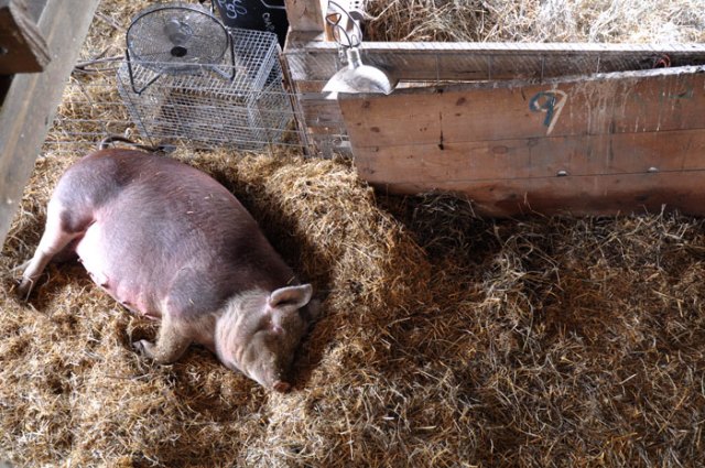 big-pig-012
