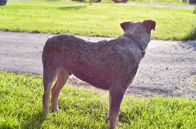 piglets-walking-and-talking