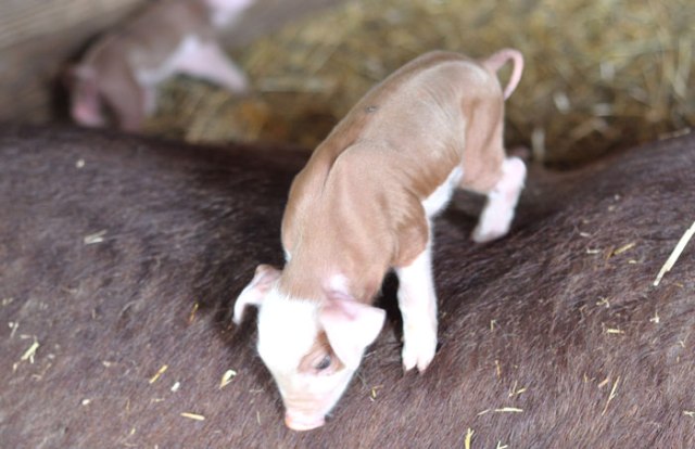 piglets-walking-and-talking