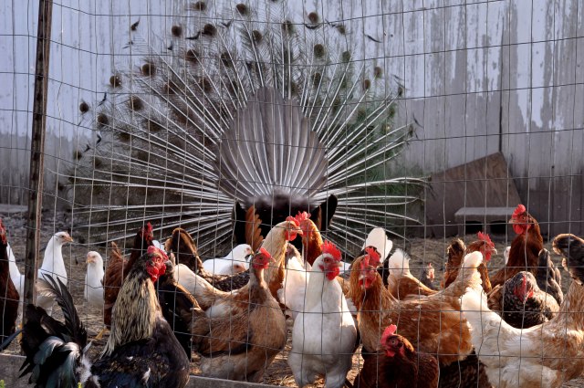 piglets-walking-and-talking