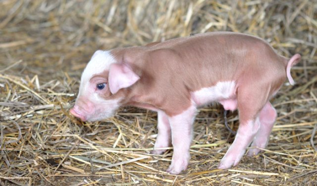 piglets-walking-and-talking