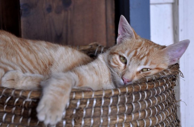 sighting-of-pania-030