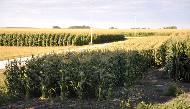corn-2-002